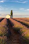 Valensole,Provence,France