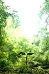 Sprouting leaf, Tokyo, Japan