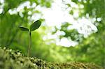 Sprouting leaf, Tokyo, Japan