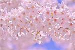 Cherry blossoms in full bloom, Japan