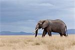 A lone elephant walking in the distance, Amboseli region, Kenya