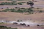 Aerial view of elephants running across the savanna, Kenya