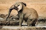 A elephant walking out of a water bath, Madikwe Game Reserve