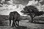 An African elephant walking in the bushveld, Madikwe Game Reserve