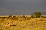 A male lion resting in a distance, Maasai Mara, Kenya