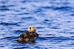 Sea otter (Enhyrda lutris), endangered species, Sitka Sound, Sitka, Baranof Island, Northern Panhandle, Southeast Alaska, United States of America, North America