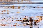 Sea otter (Enhyrda lutris), endangered species, calm waters of Sitka Sound, Sitka, Northern Panhandle, Southeast Alaska, United States of America, North America