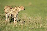 Cheetah stalking, Masai Mara, Kenya, East Africa, Africa