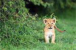 Lion cub, Masai Mara, Kenya, East Africa, Africa