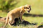 Lion cub calling, Masai Mara, Kenya, East Africa, Africa