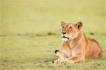 Lioness, Masai Mara, Kenya, East Africa, Africa