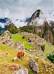 Llama in Machu Picchu, UNESCO World Heritage Site, Cusco Region, Peru, South America