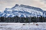Winter landscape with wild elk in the Banff National Park, UNESCO World Heritage Site, Alberta, Canadian Rockies, Canada, North America