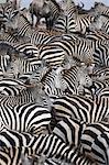 Zebras, Serengeti National Park, Tanzania, East Africa, Africa