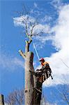 Arborist cutting tree trunk