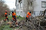 Arborists cutting logs