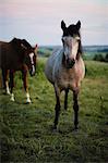 Horses grazing