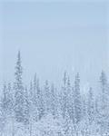 Trees during winter in Fulufjallet National Park, Sweden