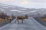 Reindeer crossing highway in Jamtland, Sweden