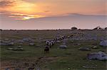 Sheep in field at sunset in Oland, Sweden