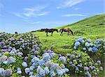 Miyazaki Prefecture, Japan