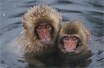 Snow monkeys, Japan