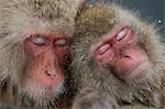 Snow monkeys, Japan