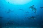 Hammerhead Shark Herd