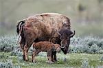 Bison (Bison bison) cow and newborn calf, Yellowstone National Park, Wyoming, United States of America, North America