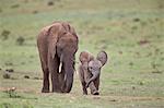 African Elephant (Loxodonta africana) mother and young, Addo Elephant National Park, South Africa, Africa