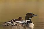 Common Loon (Gavia immer) adult with a chick on its back, Lac Le Jeune Provincial Park, British Columbia, Canada, North America