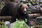 European brown bear (Ursus arctos), Markovec, Bohinj Commune, Slovenia, Europe