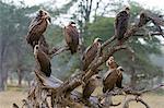 White-backed vultures (Gyps africanus), on a tree top, Tsavo, Kenya, Africa