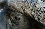 African buffalo (Syncerus caffer), close-up, Tsavo, Kenya, Africa