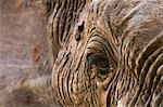 Portrait of an African elephant (Loxodonta africana), Tsavo, Kenya, Africa