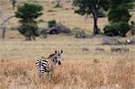 Portrait of Common zebra (Equus quagga) Tsavo, Kenya, Africa