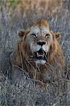 Lion (Panthera leo), Tsavo, Kenya, Africa
