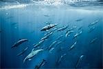 Large group of bottlenose dolphins, Seymour, Galapagos, Ecuador, South America