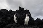 Galapagos Penguins resting on rocks, Seymour, Galapagos, Ecuador