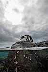 Galapagos Penguin resting on rocks, Seymour, Galapagos, Ecuador