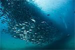 Diver swimming with school of jack fish, underwater view, Cabo San Lucas, Baja California Sur, Mexico, North America