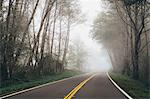 Rural highway through a forest of alder trees into the distance, mist hanging in the trees.