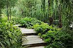 Willow trees and fern growing around curved wooden boardwalk in a garden.