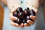 A woman's hands holding a bunch of dark red cherries.