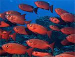 Large school of Crescent tail bigeye with vivid red coloured skin.