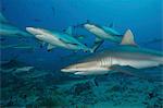 Grey reef sharks in the islands of the South Pacific.