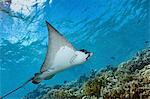 Graceful spotted eagle ray swimming across a coral reef in Fakarava.