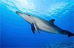 A lone Bottlenose dolphin in the water, French Polynesia.