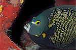 Close-up of French Angelfish , Pomacanthus paru.