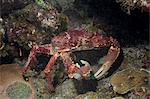 Channel-clinging crab foraging for food in a marine reserve.